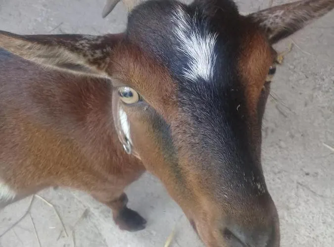 Agua Azul Poolside Rest A Luxurious Rural Woodland Idyll Apartment *