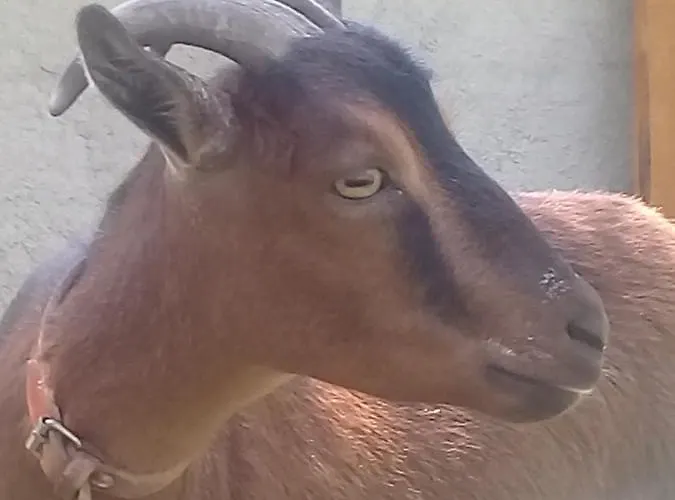 Agua Azul Poolside Rest A Luxurious Rural Woodland Idyll Apartment *